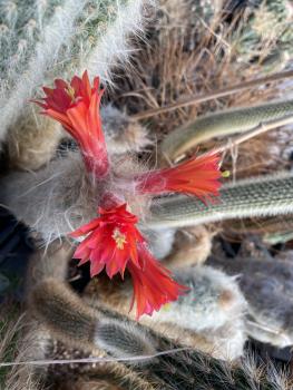 Oreocereus doelzianus